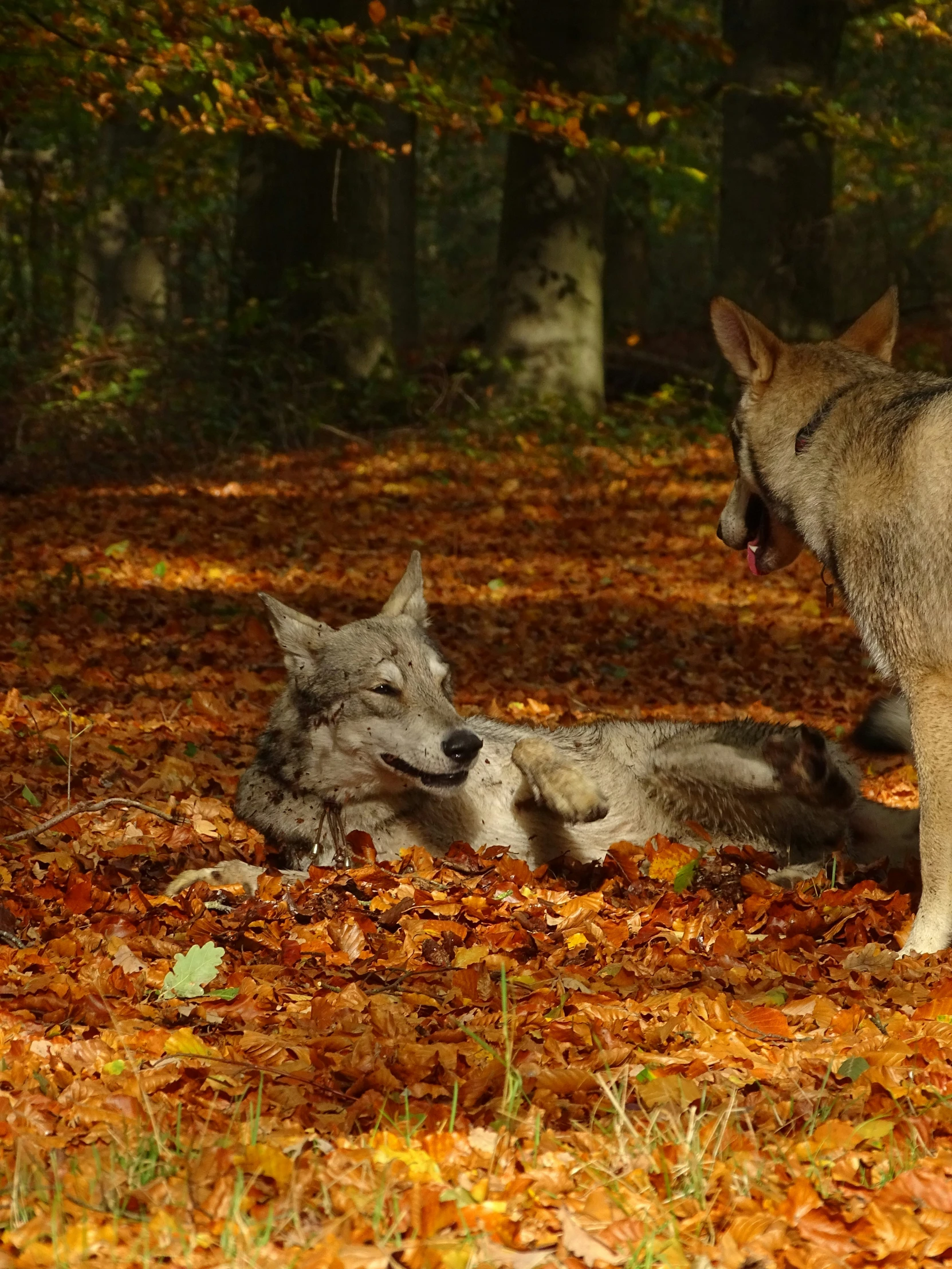 a wolf and two babies are lying on leaves