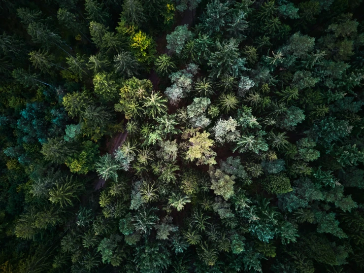 a view of a forest with some leaves on it