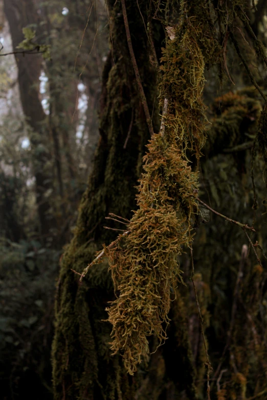 moss growing on a tree with another mossy substance hanging above