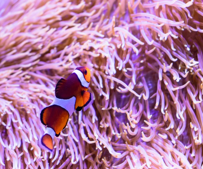 two clown fish hiding in anemone - like coral on the great barrier