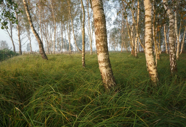 some trees are shown with long green grass