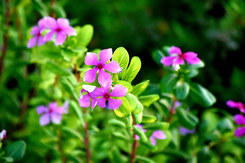 a small group of purple flowers in a forest