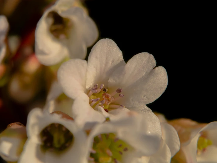 the white flowers are next to each other