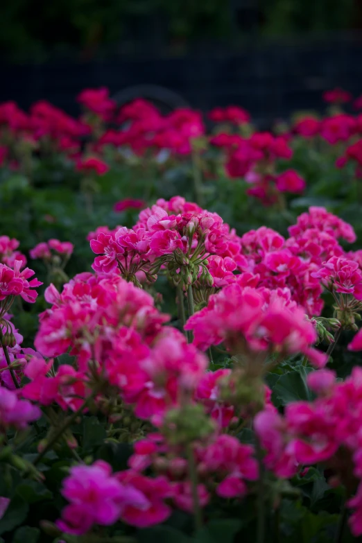 a small bed of flowers sitting next to a brick building