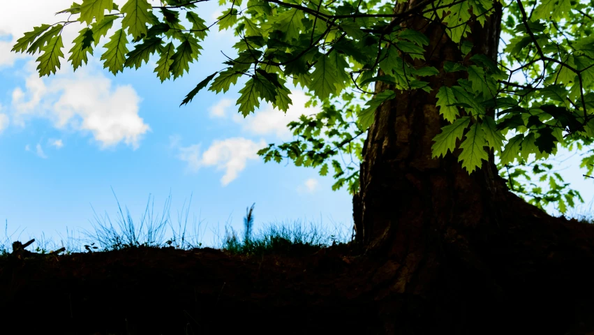 the green leaves on a tree are very sharp