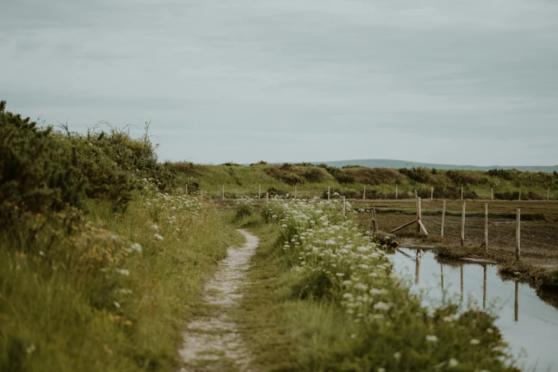 a dirt road and a field with white flowers