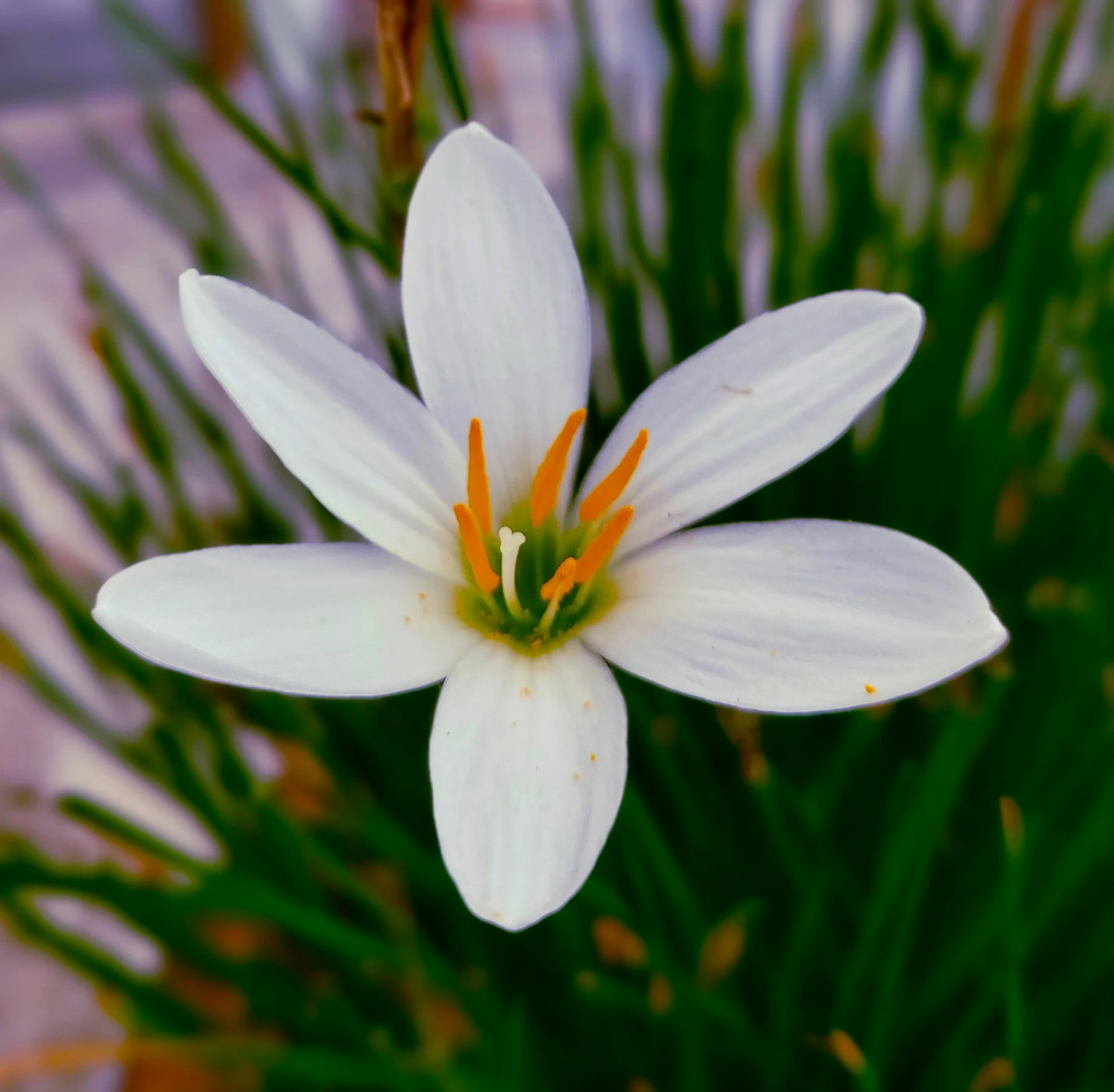 white and orange flowers in a large pot