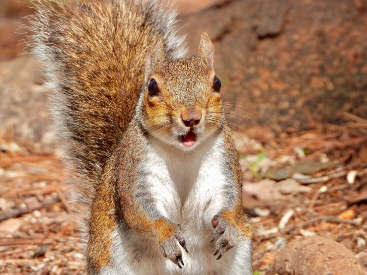 a squirrel has its eyes open standing on its hind legs