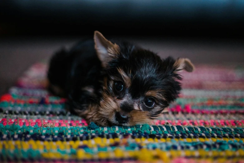 small black and tan dog laying on a colorful rug