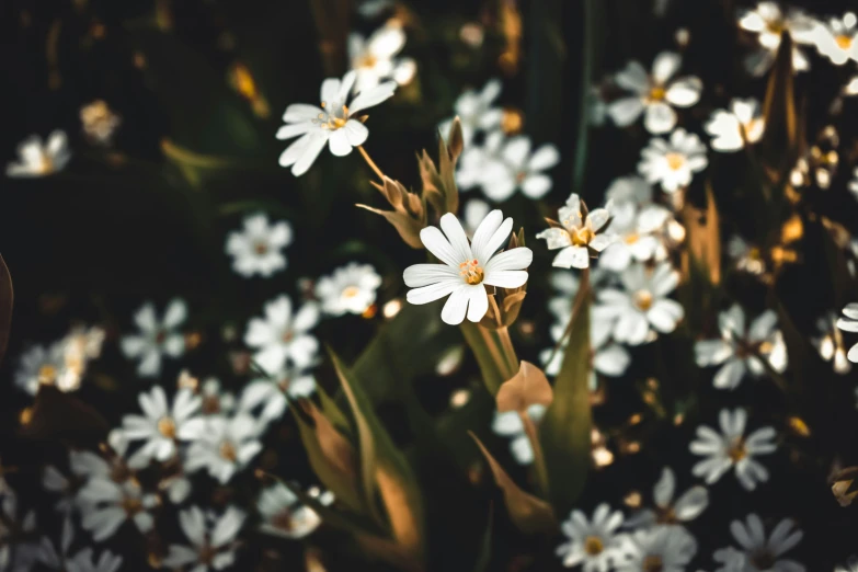 a flower is shown in full bloom with many small white flowers