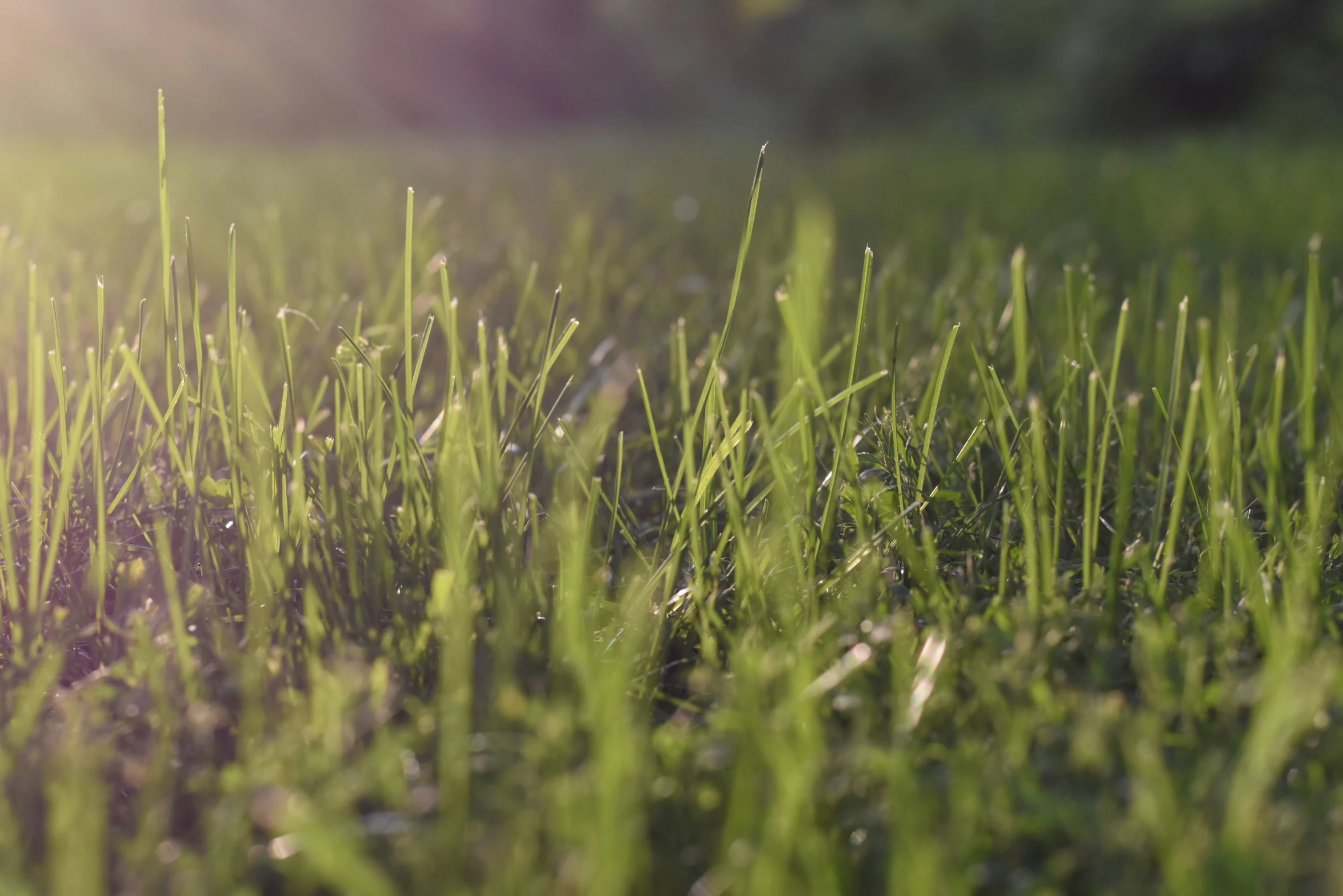 the grass is green and has drops of water