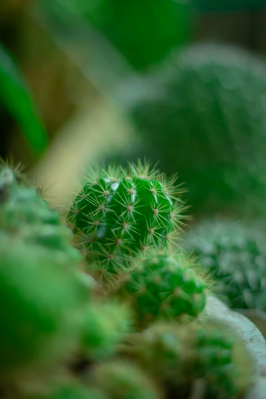 a cactus is shown in the sunlight with many different leaves