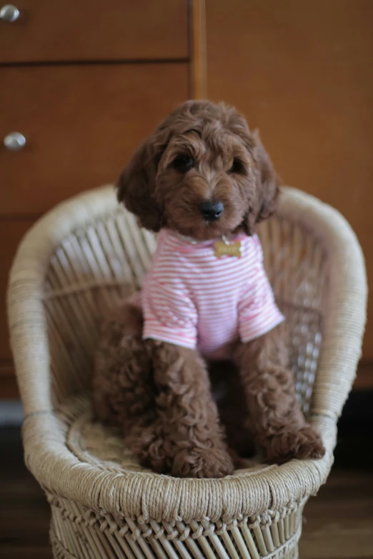 a brown dog in a white shirt sitting on a wicker chair