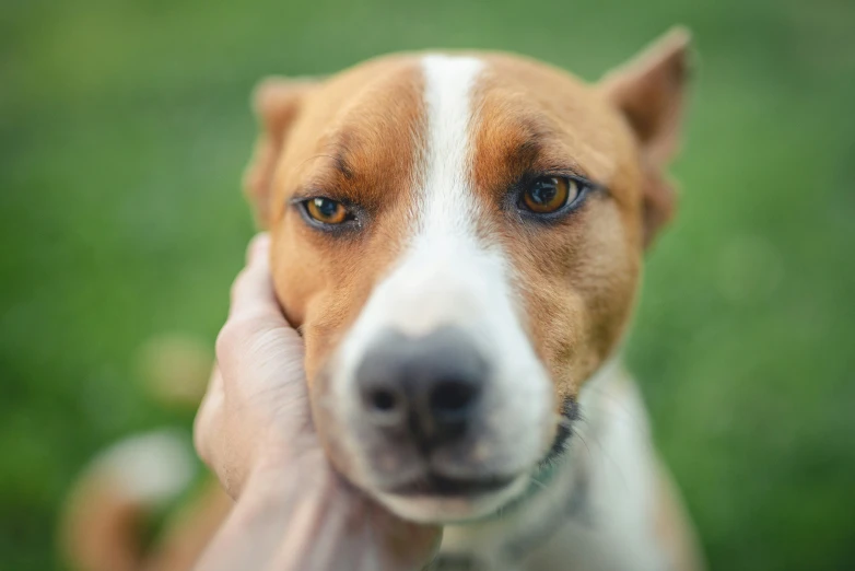 dog being petted by human on grassy area