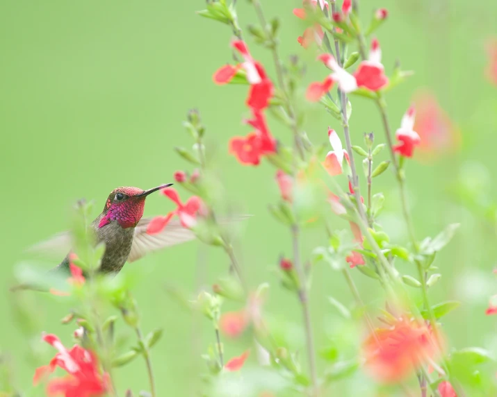 there is a small bird sitting on the red flowers