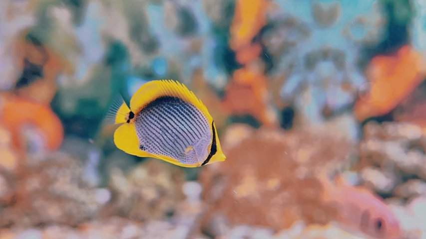 the little yellow fish is swimming on top of rocks