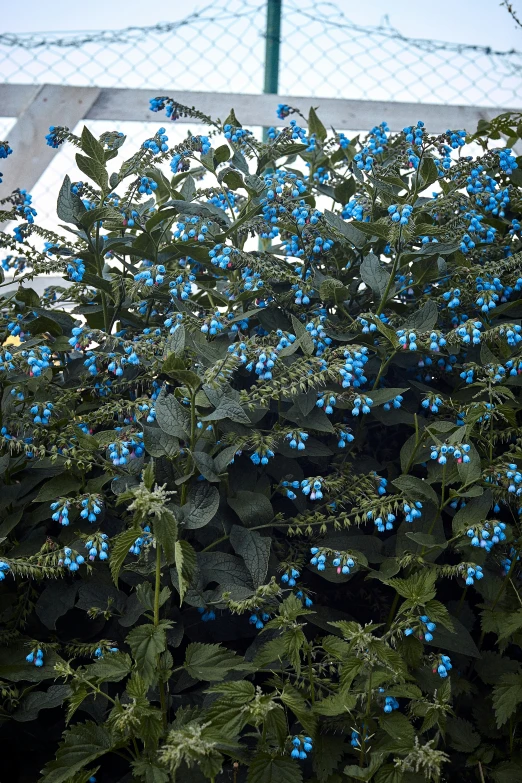 small blue flowers growing next to a metal fence