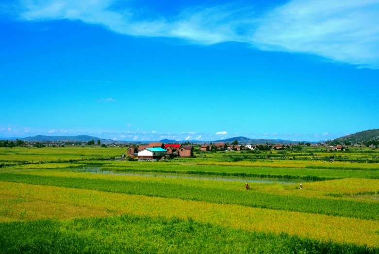 green crops growing in a grassy field with mountains in the background