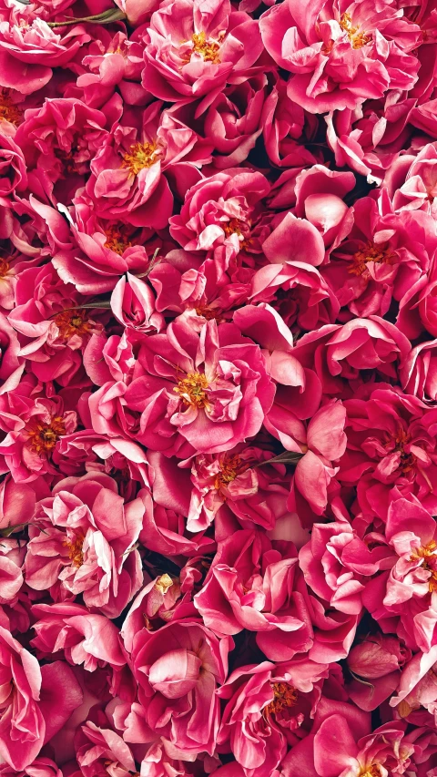 large group of pink flowers that are outside