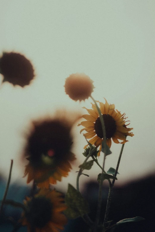 a few sunflowers that are in the air