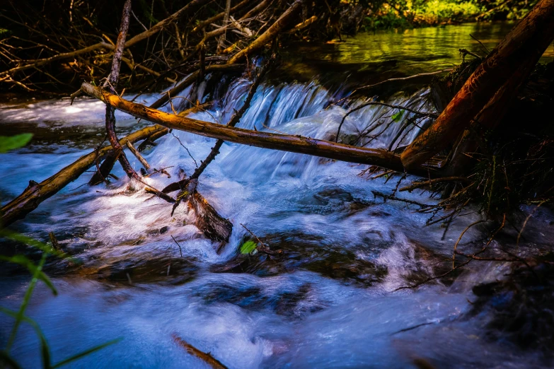 stream flowing from tree trunks with low flow in foreground