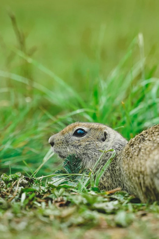 a rabbit is laying in some grass