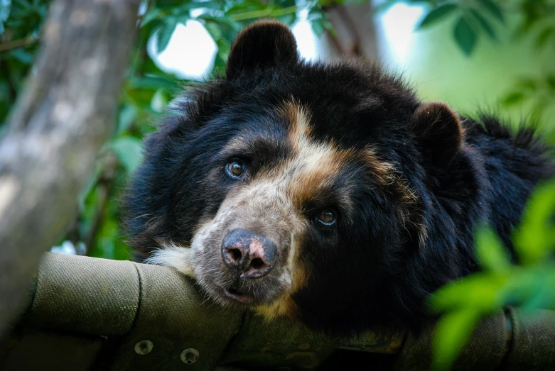 a bear rests his head on the nch of a tree