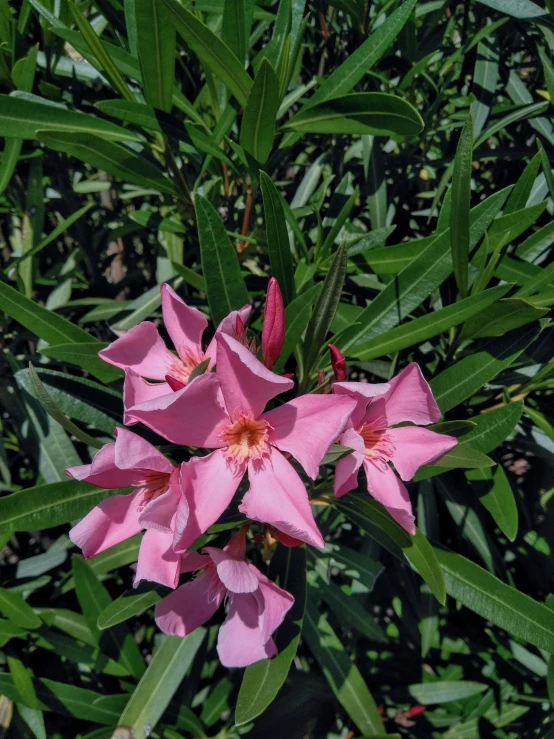 a bunch of pink flowers that are on a plant