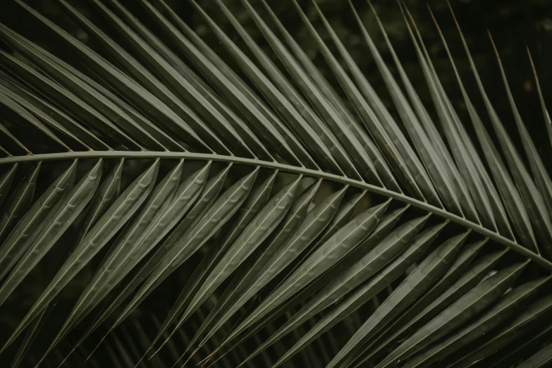 a palm leaf that is looking very green