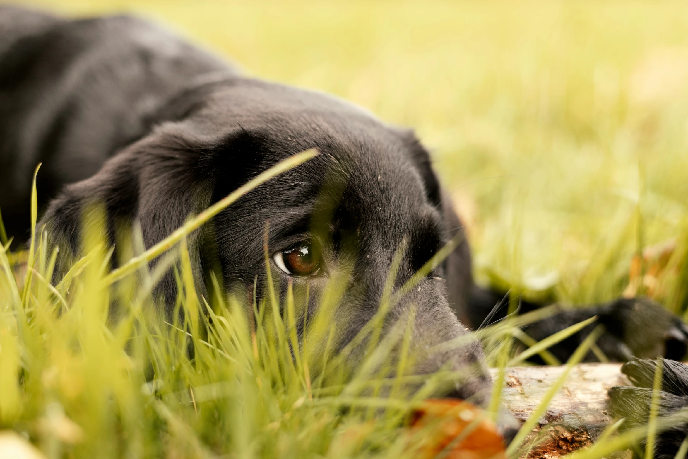 black dog laying in the grass on a log