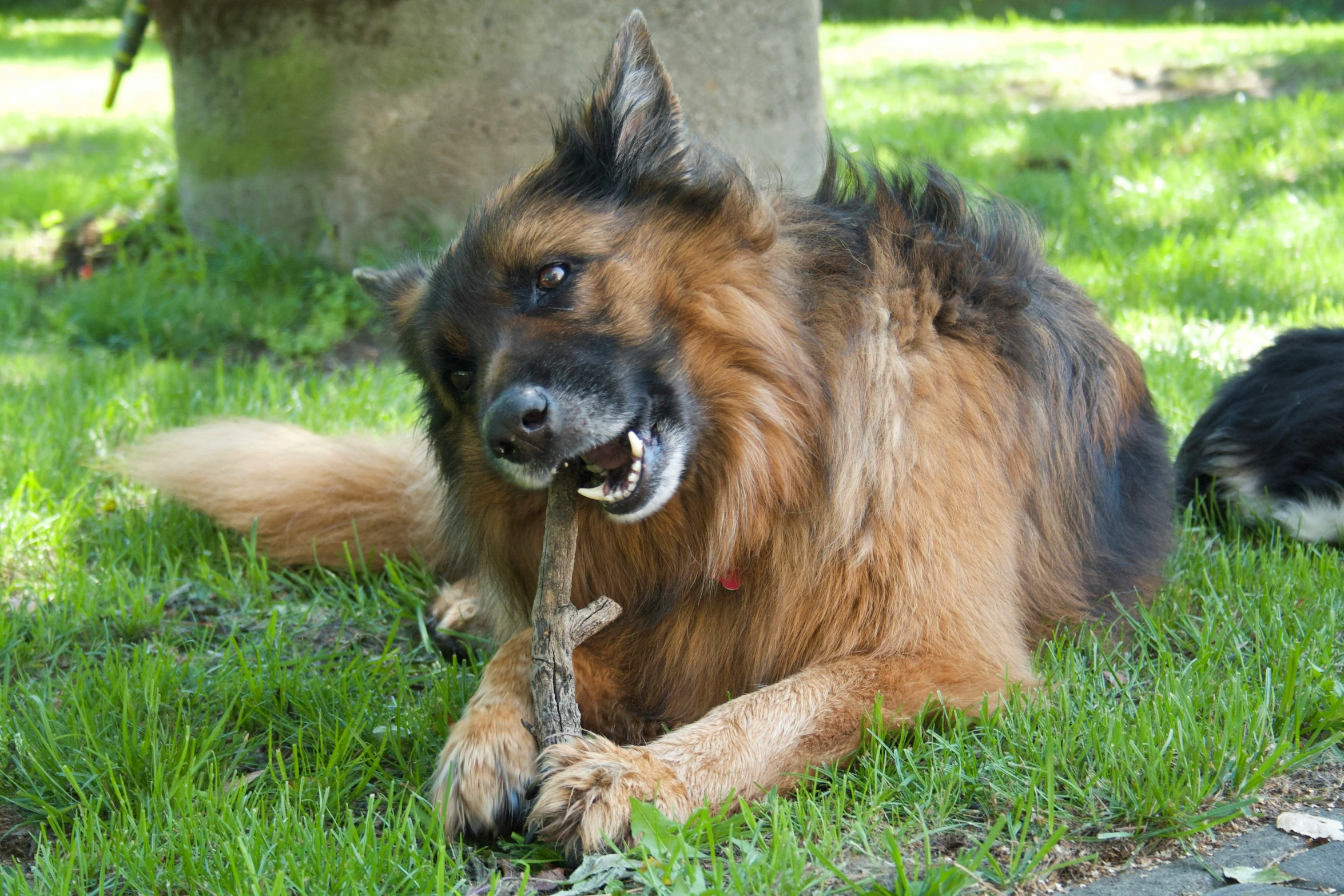 a fluffy dog is lying on the grass