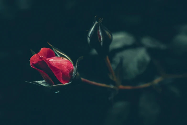 a beautiful red rose in the dark light