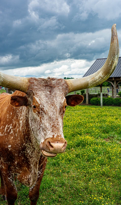 a bull with large, round horns looks directly into the camera