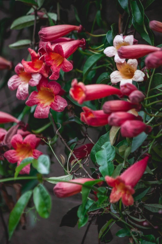 pink, white and red flowers are blooming by some water