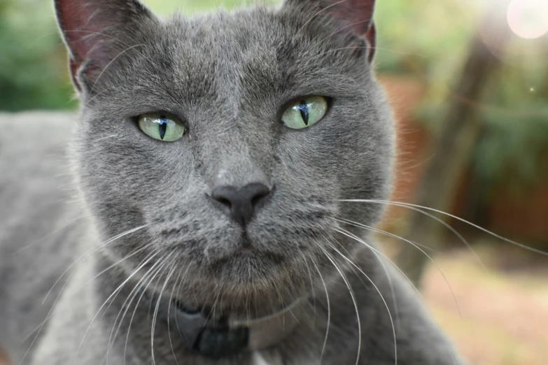 the green eyes of a grey cat