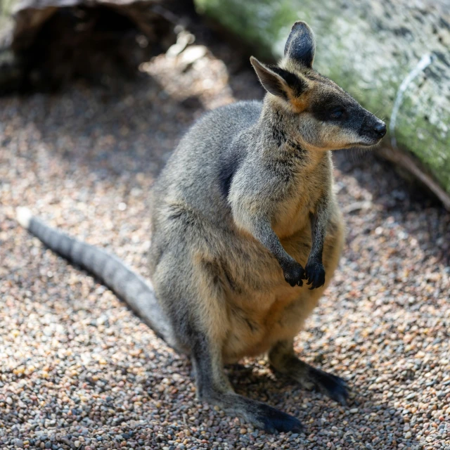 an adorable little grey and black animal sitting on gravel