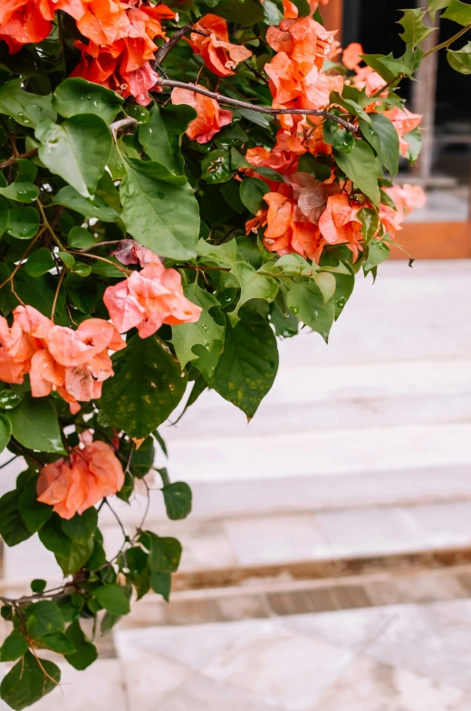 large flowering tree with bright orange flowers and green leaves