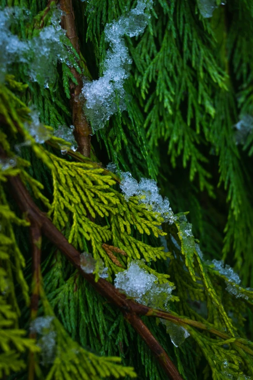 mossy nch with white tips and green leaves