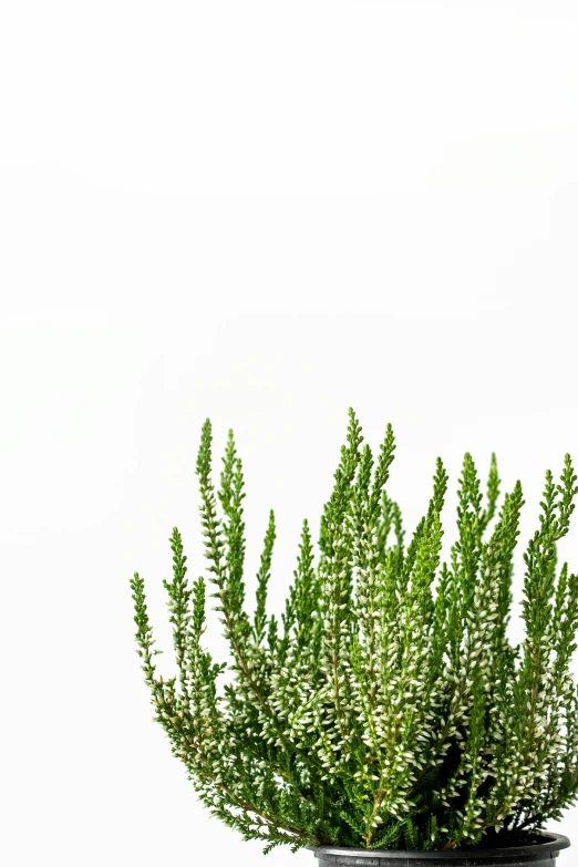 a large green plant in a black pot