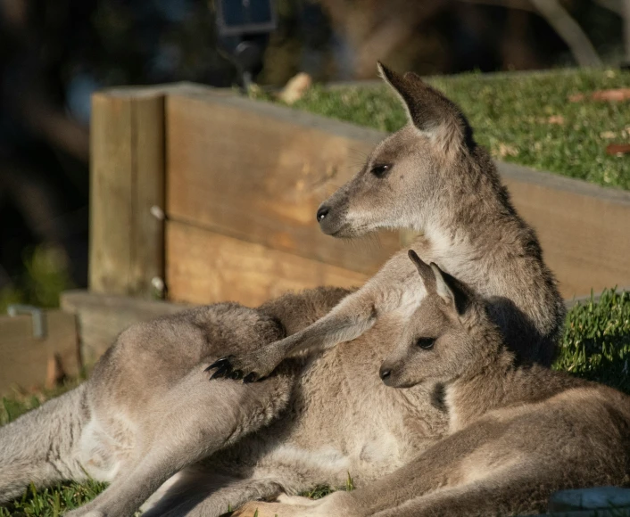 three kangaroos sitting and laying in grass in a zoo exhibit