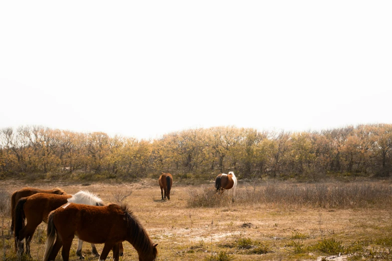 three horses graze and roam in a meadow