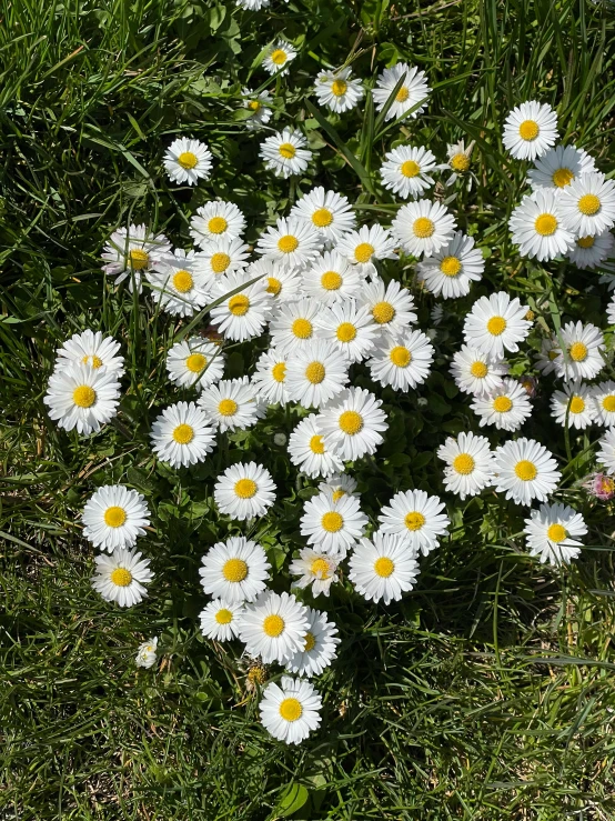 a close up of many daisy's in the grass