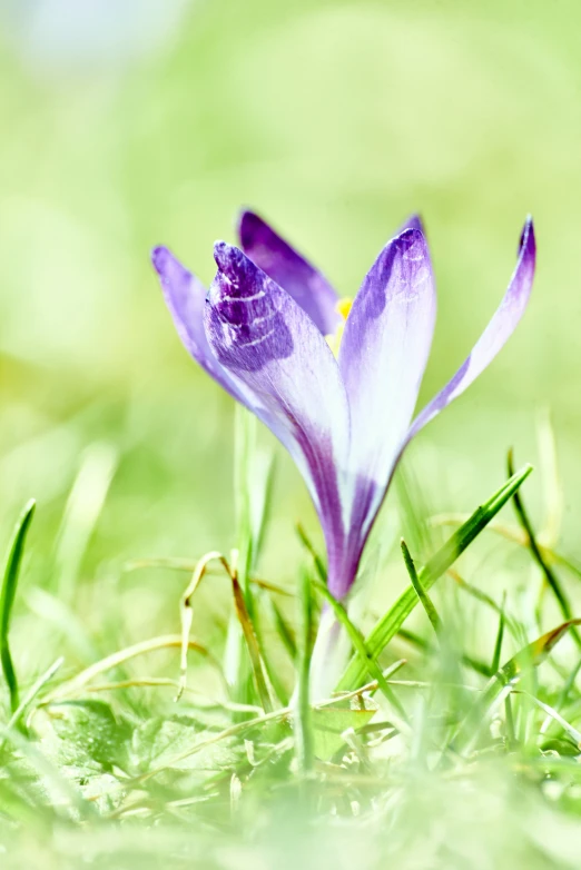 two purple flowers are laying in the grass