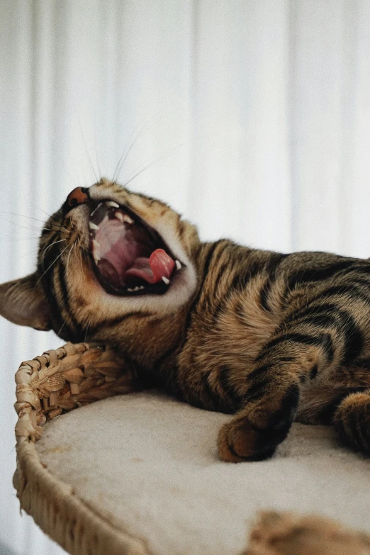 a close up of a cat with it's mouth open and it's tongue out