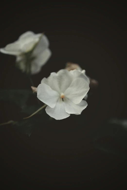 two white flowers on a stem that appears to be dead