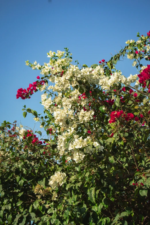 flowers are in bloom in the middle of trees