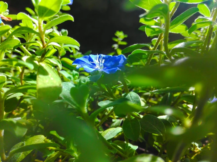 a blue flower stands in the middle of bushes