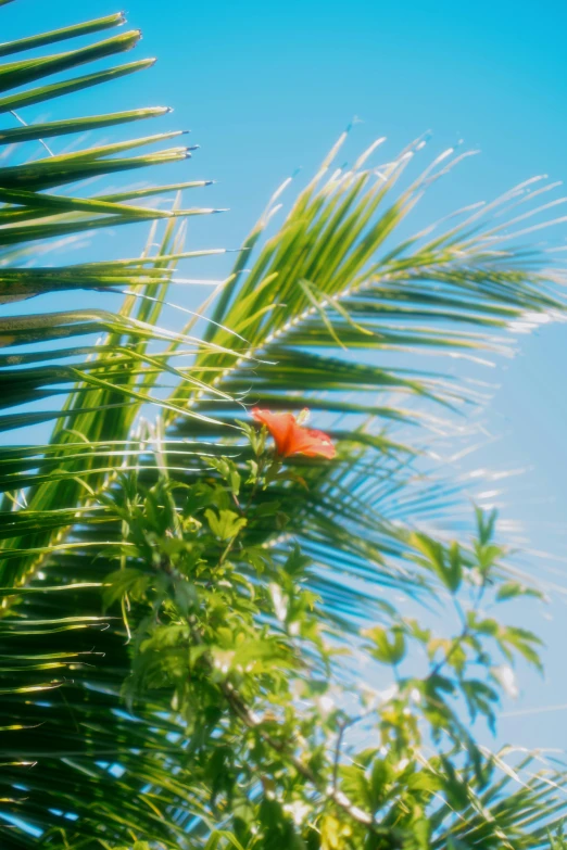 the bird is on the tropical nch looking up at the blue sky