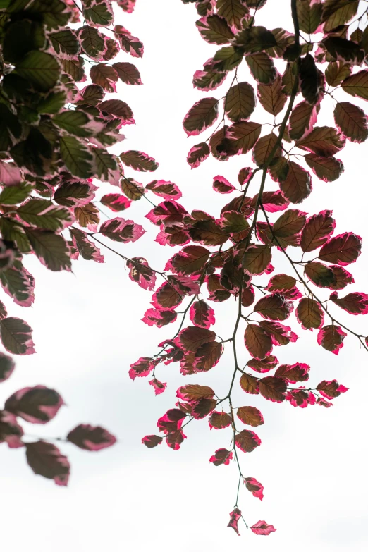 some pink flowers on the nches of a tree