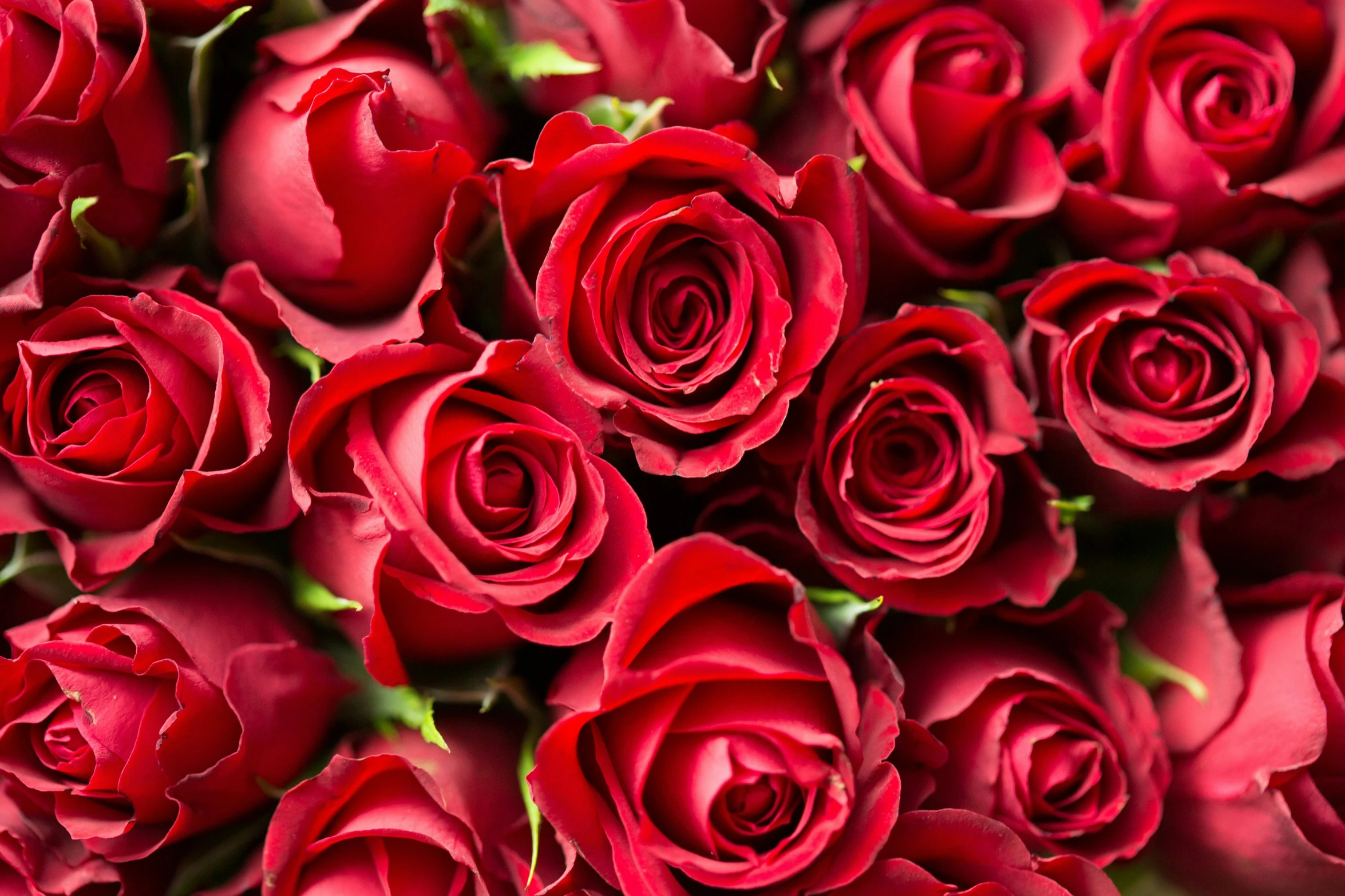 close up po of a group of red roses